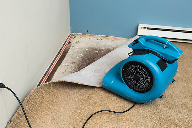 Best Local water damage restoration  in St Hedwig, TX
